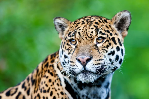 Onça - panthera onca. — Fotografia de Stock