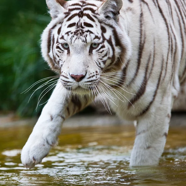 Biały tygrys bengalski — Zdjęcie stockowe