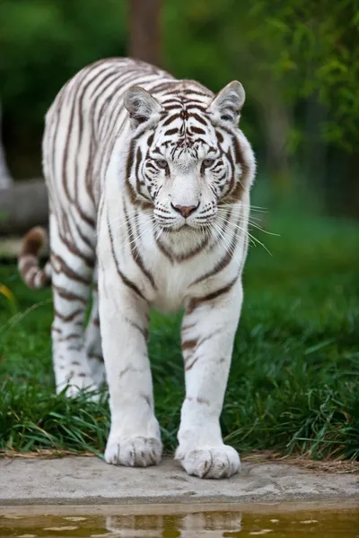 Biały tygrys bengalski — Zdjęcie stockowe