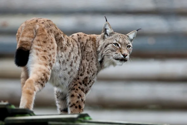 Mooie wild lynx — Stockfoto