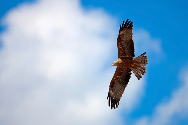 Falcão com asas estendidas sob o céu azul nublado — Fotografia de Stock