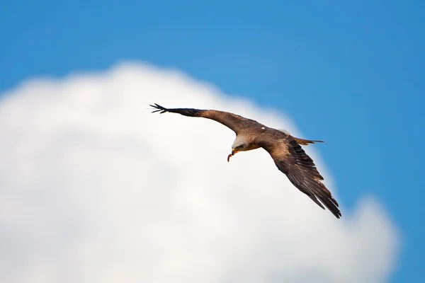 Falcão com asas estendidas sob o céu azul nublado — Fotografia de Stock