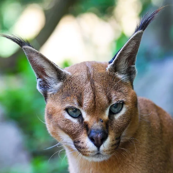 Caracal caracal, ıssız bozkırın lynx