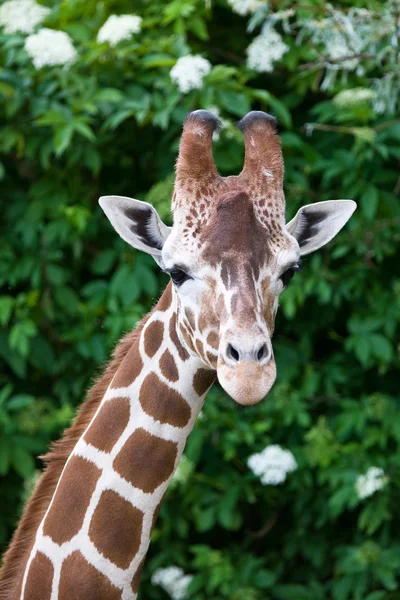 Retrato de una hermosa jirafa — Foto de Stock