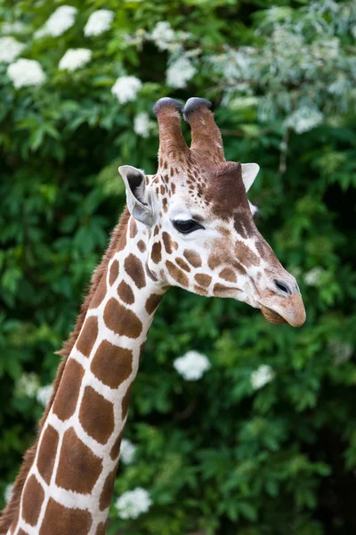 Portret van een mooie giraffe — Stockfoto