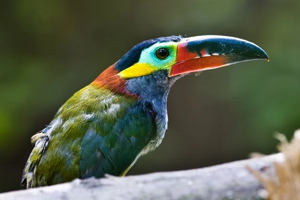 Bel tucano, seduto su un ramo — Foto Stock