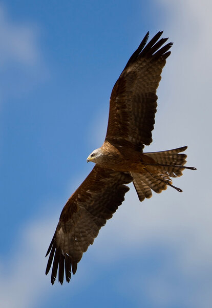 Falcon with outstretched wings under the cloudy blue sky