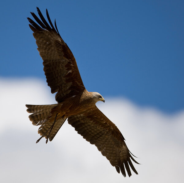 Falcon with outstretched wings under the cloudy blue sky