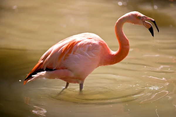 Flamingo — Stock Photo, Image