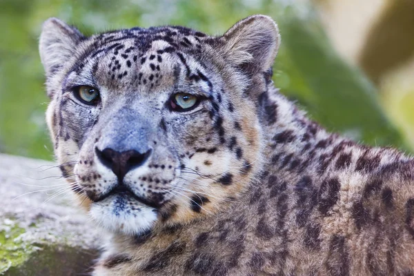 Onça - panthera onca. — Fotografia de Stock