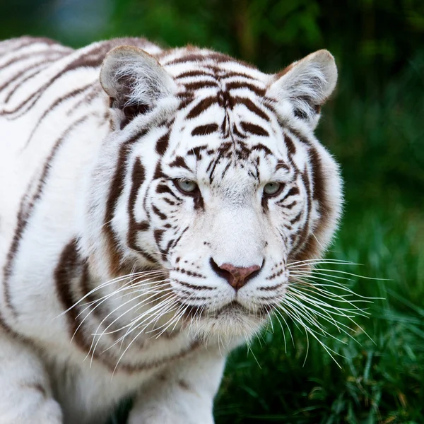 Tigre de Bengala Branco — Fotografia de Stock