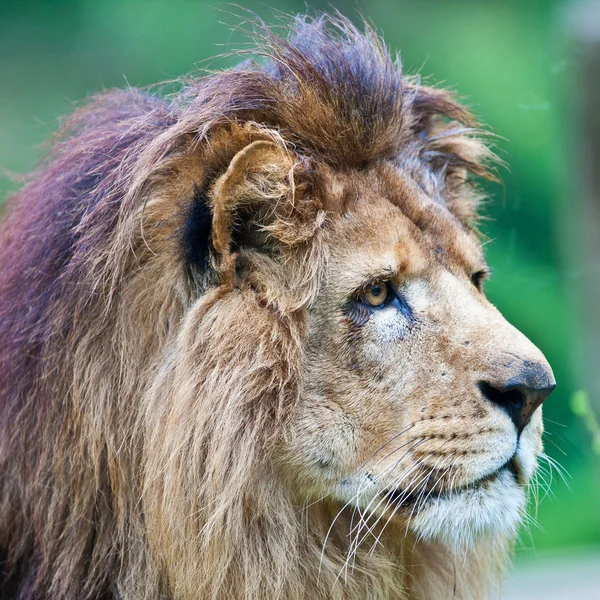 Mężczyzna lwa afrykańskiego — Zdjęcie stockowe