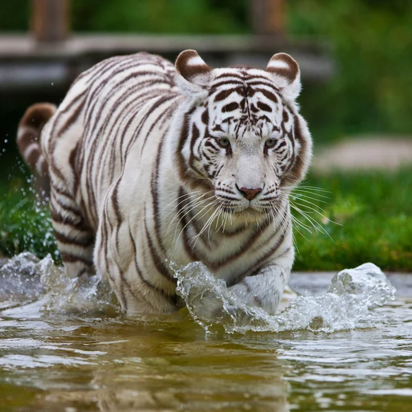 Vit bengalisk tiger — Stockfoto