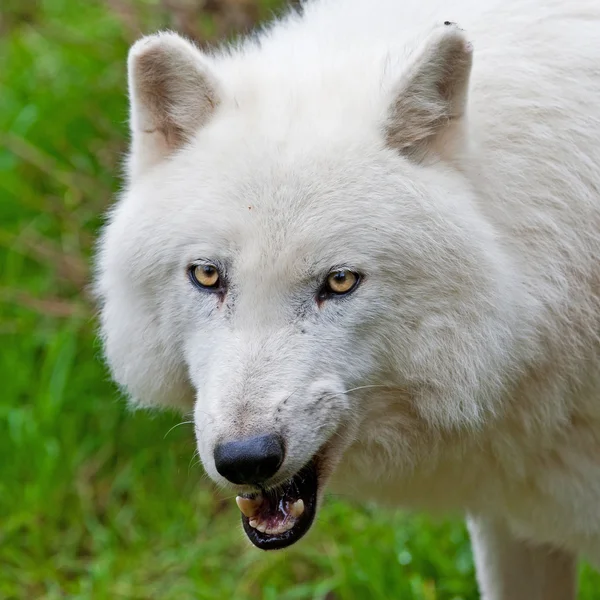 Снарлинг арктический волк — стоковое фото