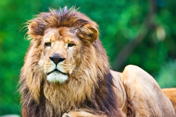 Male African Lion — Stock Photo, Image