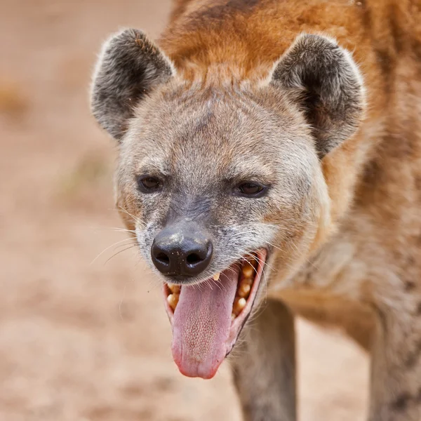Fläckig hyena porträtt — Stockfoto