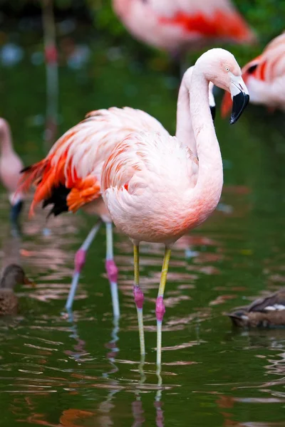 Flamingo — Stock Photo, Image