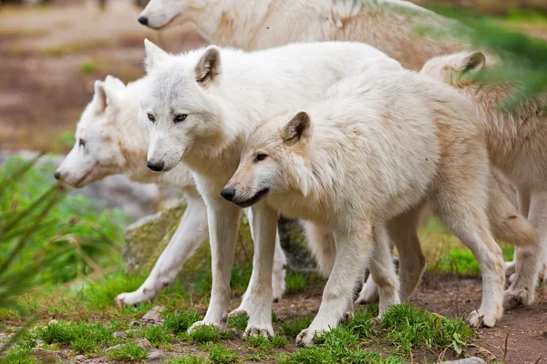 Lobos árticos adultos grandes en el bosque — Foto de Stock