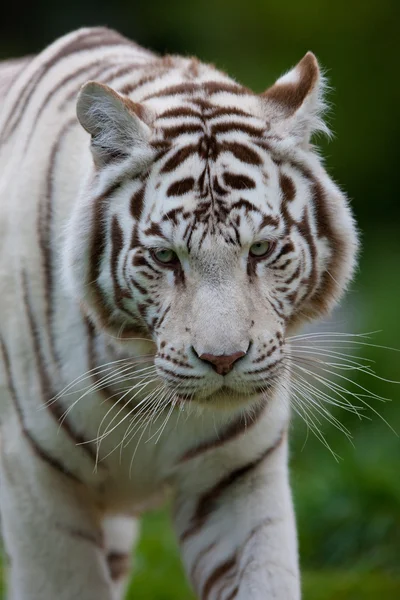 Weißer Benzaltiger. Der weiße Tiger ist eine rezessive Mutation des bengalen Tigers, die in freier Wildbahn von Zeit zu Zeit in Assam, Bengal, Bihar und vor allem aus dem ehemaligen Bundesstaat Rewa gemeldet wurde.. — Stockfoto