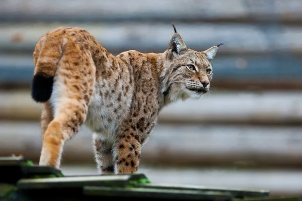 Güzel vahşi lynx — Stok fotoğraf