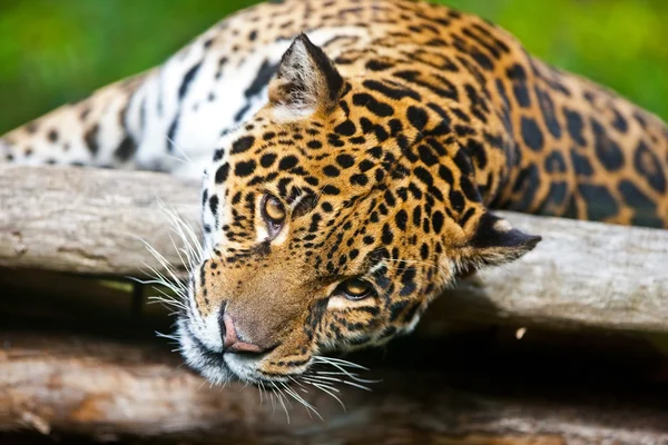 Jaguar - Panthera onca. A onça-pintada é o terceiro maior felino depois do tigre e do leão, e o maior no hemisfério ocidental . — Fotografia de Stock