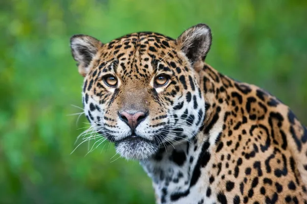 Jaguar - panthera onca. jaguar Kaplan ve aslan ve Batı yarımkürede en büyük sonra en büyük üçüncü kedi olan.