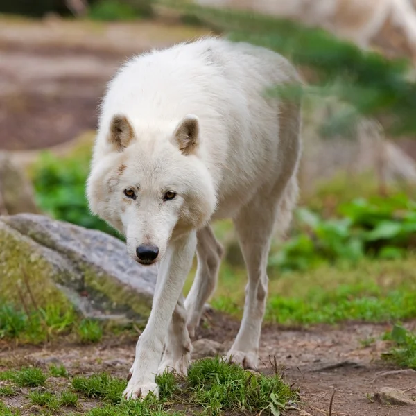 Großer ausgewachsener arktischer Wolf im Wald — Stockfoto