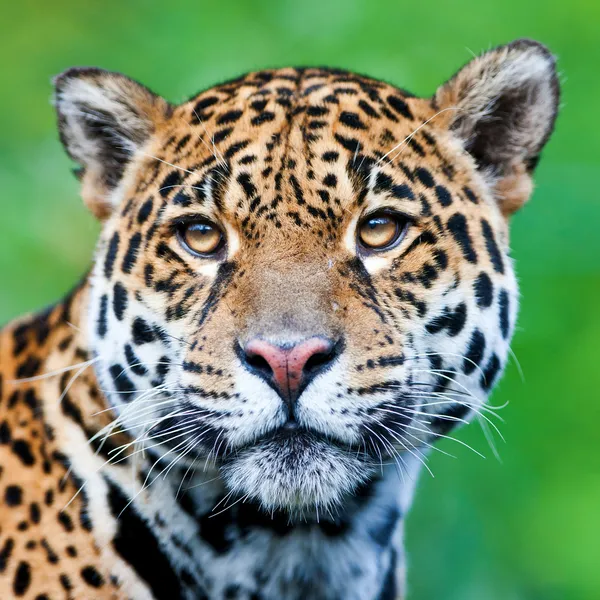 Jaguar - panthera onca. jaguar Kaplan ve aslan ve Batı yarımkürede en büyük sonra en büyük üçüncü kedi olan.