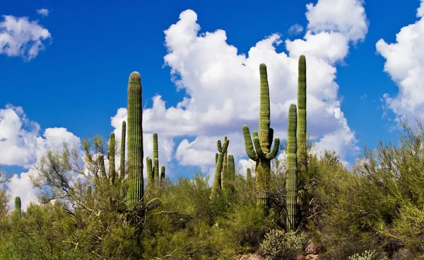 Saguaro kaktüsü Arizona, ABD 'de.