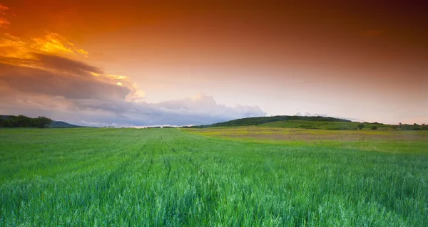 Wheatfield zielony czas zachód słońca — Zdjęcie stockowe