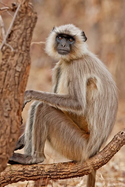 Gray Langur, auch bekannt als Hanuman Langur im Bandhavgarh Nationalpark in Indien. Bandhavgarh liegt in Madhya Pradesh. Indische Languren sind schlaffe, langschwanzige Affen. — Stockfoto