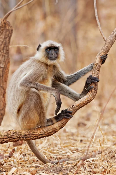 Gray Langur, auch bekannt als Hanuman Langur im Bandhavgarh Nationalpark in Indien. Bandhavgarh liegt in Madhya Pradesh. Indische Languren sind schlaffe, langschwanzige Affen. — Stockfoto