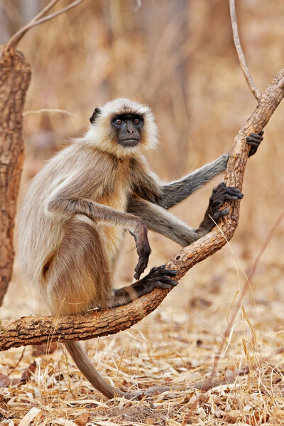 Gray Langur also known as Hanuman Langur in the Bandhavgarh National Park in India. Bandhavgarh is located in Madhya Pradesh. Indian langurs are lanky, long-tailed monkeys.
