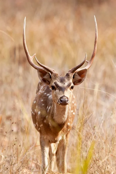 Chital or cheetal deers (Axis axis), also known as spotted deer or axis deer in the Bandhavgarh National Park in India. Bandhavgarh is located in Madhya Pradesh. — Stock Photo, Image