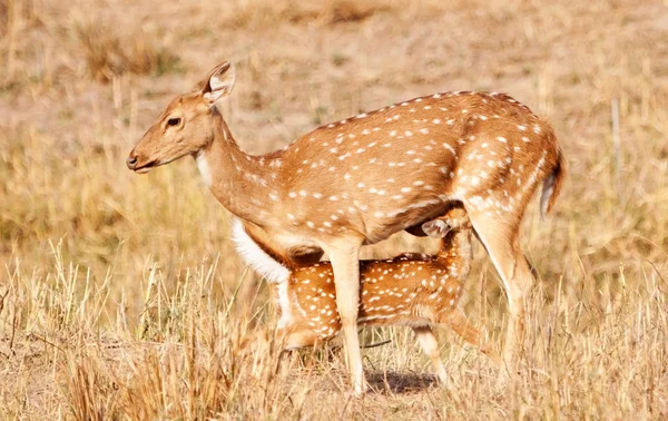 Chital or cheetal deers (Axis axis), also known as spotted deer or axis deer in the Bandhavgarh National Park in India. Bandhavgarh is located in Madhya Pradesh. — Stock Photo, Image