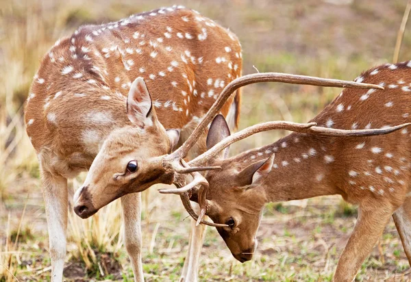 Chital or cheetal deers (Axis axis), also known as spotted deer or axis deer in the Bandhavgarh National Park in India. Bandhavgarh is located in Madhya Pradesh. — Stock Photo, Image