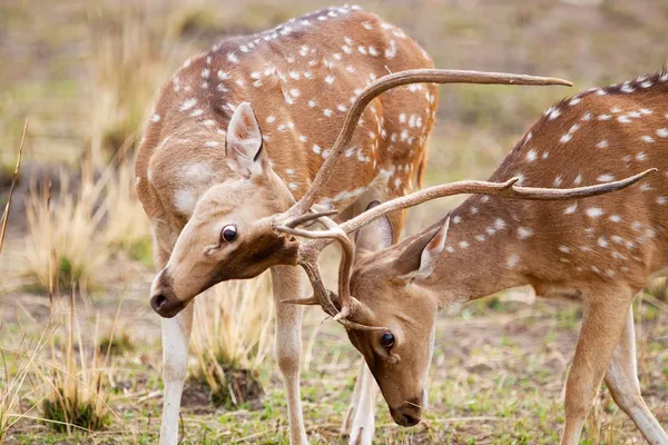 Chital or cheetal deers (Axis axis), also known as spotted deer or axis deer in the Bandhavgarh National Park in India. Bandhavgarh is located in Madhya Pradesh. — Stock Photo, Image