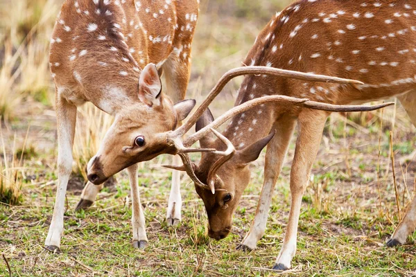 Cervos chitais ou chitais (eixo do Eixo), também conhecidos como veados manchados ou cervos de eixo no Parque Nacional Bandhavgarh, na Índia. Bandhavgarh está localizado em Madhya Pradesh . — Fotografia de Stock
