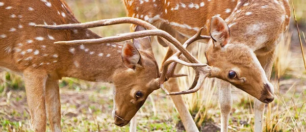 Chitalın cheetal geyikler (axis axis) olarak da bilinen benekli geyik ya da eksen geyik bandhavgarh Milli Park içinde Hindistan. Bandhavgarh madhya pradesh içinde yer alır. — Stok fotoğraf