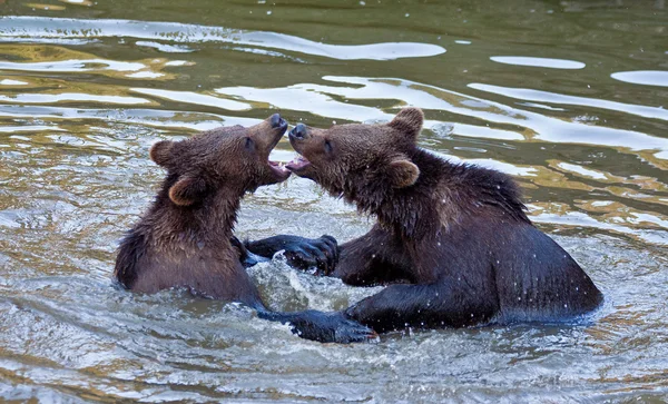 Osos Marrones Jóvenes (Ursus arctos) luchando en el agua —  Fotos de Stock