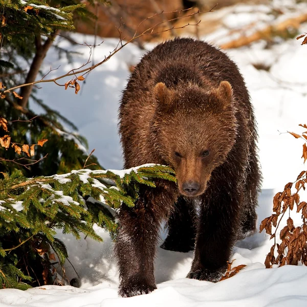 Orso bruno (Ursus arctos) nel parco nazionale Bayerischer Wald, Bayern, Germania — Foto Stock