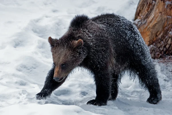 Urso Castanho (Ursus arctos) no Parque Nacional Bayerischer Wald, Bayern, Alemanha — Fotografia de Stock