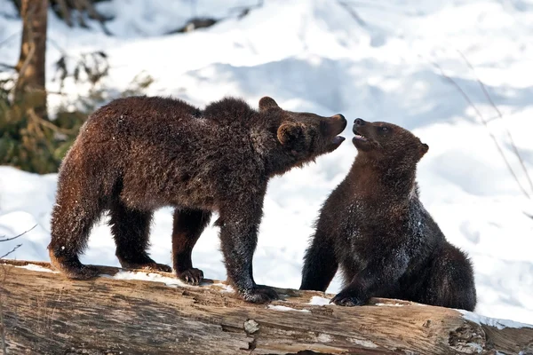 Brązowe Niedźwiedzie (Ursus arctos) w Parku Narodowym Bayerischer Wald, Bayern, Niemcy — Zdjęcie stockowe