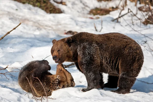Medvědi hnědí (Ursus arctos) v národním parku Bayerischer Wald, Bayern, Německo — Stock fotografie