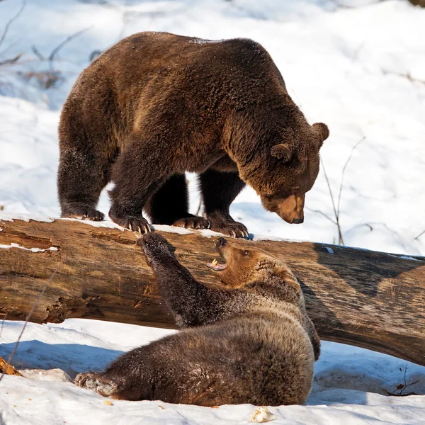 Kahverengi Ayılar (Ursus arctos) Bayerischer Wald Ulusal Parkı, Bayern, Almanya
