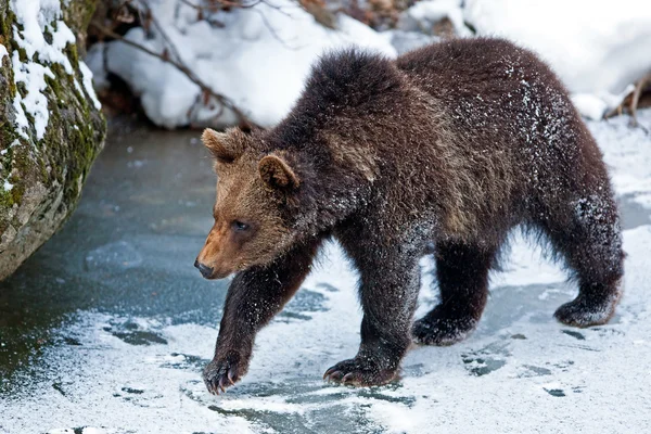 Giovane orso bruno (Ursus arctos) nel parco nazionale Bayerischer Wald, Bayern, Germania — Foto Stock