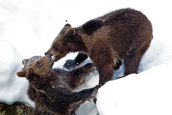 Brown Bears (Ursus arctos) in the Bayerischer Wald National Park, Bayern, Germany — Stock Photo, Image