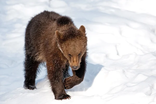 Mladý medvěd hnědý (ursus arctos) v bayerischer wald národní park, bayern, Německo — Stock fotografie