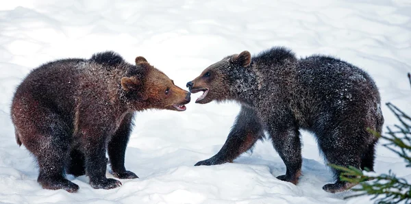 Osos Marrones (Ursus arctos) en el Parque Nacional Bayerischer Wald, Bayern, Alemania — Foto de Stock