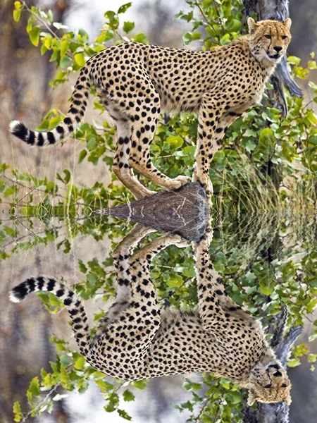 Wild leopard lying in wait atop a tree in Masai Mara, Kenya, Africa — Stock Photo, Image